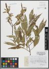 Foto von Salix russelliana Sm.